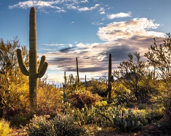 Saguaro Photography | Saguaro Morning View | Cactus Photo Print, Tucson Arizona Photo Print, Saguaro National Park, Southwest Photography