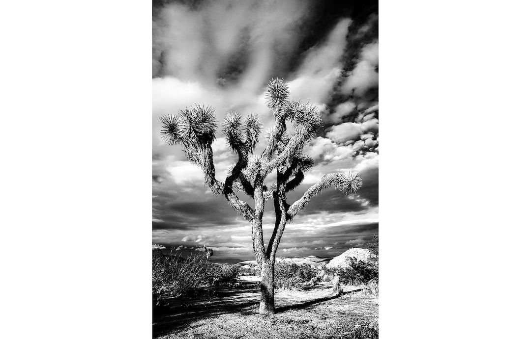 B&W Joshua Tree Print Black and White Joshua Tree Photo Vertical Desert
