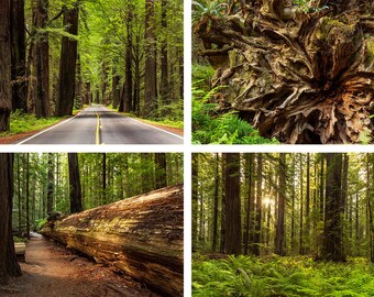 California Redwoods Photography, Avenue of the Giants Photo Set, Redwood Tree Print Set, Forest Wall Art, Humboldt Redwoods State Park