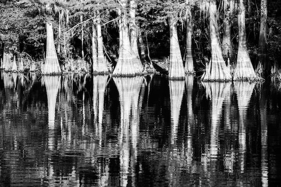 B&W Swamp Photo Set black and White Bayou 