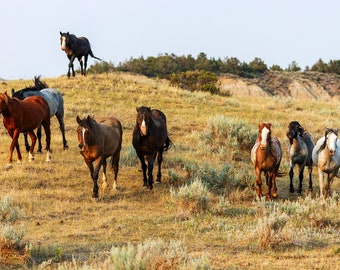 North Dakota Print, Theodore Roosevelt Wild Horses, North Dakota Wall Art, Theodore Roosevelt National Park Photo, Wildlife Photography