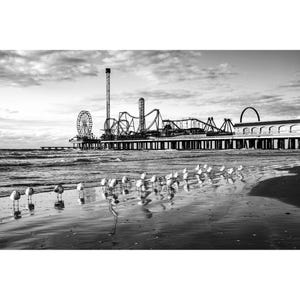 B&W Galveston Texas Photo Print, Black and White Galveston Island Seagulls on the Shore, Galveston Photography Wall Art, Texas Home Decor
