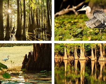 Swamp Photo Set | "Caddo Lake Views"  | Texas Wall Art - Louisiana Swamp Print - Bayou Photo Set - Louisiana Photography - Swamp Print Set