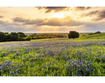 Texas Bluebonnet Print, Sugar Ridge Vista, Texas Bluebonnets Wall Art, Ennis Texas Landscape Photo, Bluebonnet Field Photography