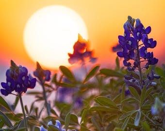Texas Bluebonnets Print, Bluebonnet Sunset, Texas Bluebonnet Photography, Texas Home Decor Photo, Square Bluebonnet Photo, Texas Landscape