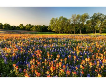 Texas Wildflower Print, Sugar Ridge Morning, Texas Bluebonnets Wall Art, Ennis Texas Wildflower Wall Art, Bluebonnet Field Photography