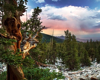 Great Basin Photo | "Bristlecone Pine Sunset" | Great Basin Print - Great Basin National Park - Ancient Pine Tree Print - Nevada Photography