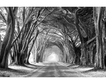 B&W Point Reyes Cypress Tree Tunnel Print, Through the Trees, Point Reyes Photo, Black and White California Foggy Tree Tunnel Wall Art