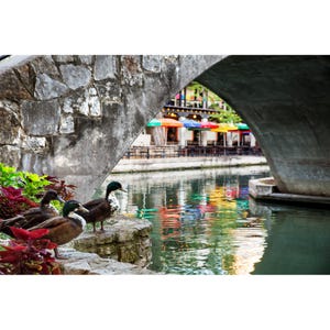 San Antonio Photo, Ducks Along The Riverwalk, San Antonio River Walk Photo, Artistic San Antonio Print, San Antonio Photography