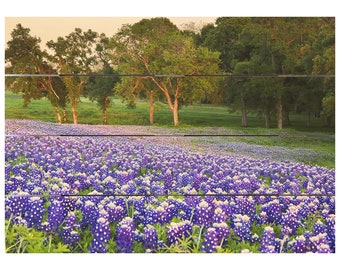 Könnte beinhalten: Ein Feld voller blauer Lupinen in voller Blüte, mit einer Reihe von Bäumen im Hintergrund. Die Lupinen blühen in voller Pracht, mit ihren blauen Blütenblättern und weißen Zentren. Die Bäume sind grün und üppig, und der Himmel ist ein sanftes Blau.