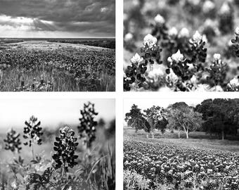 B&W Texas Photo Set | "Black and White Bluebonnets" | Texas Landscape Photo | Black and White Texas Wall Art | Texas Home Decor Photo Set