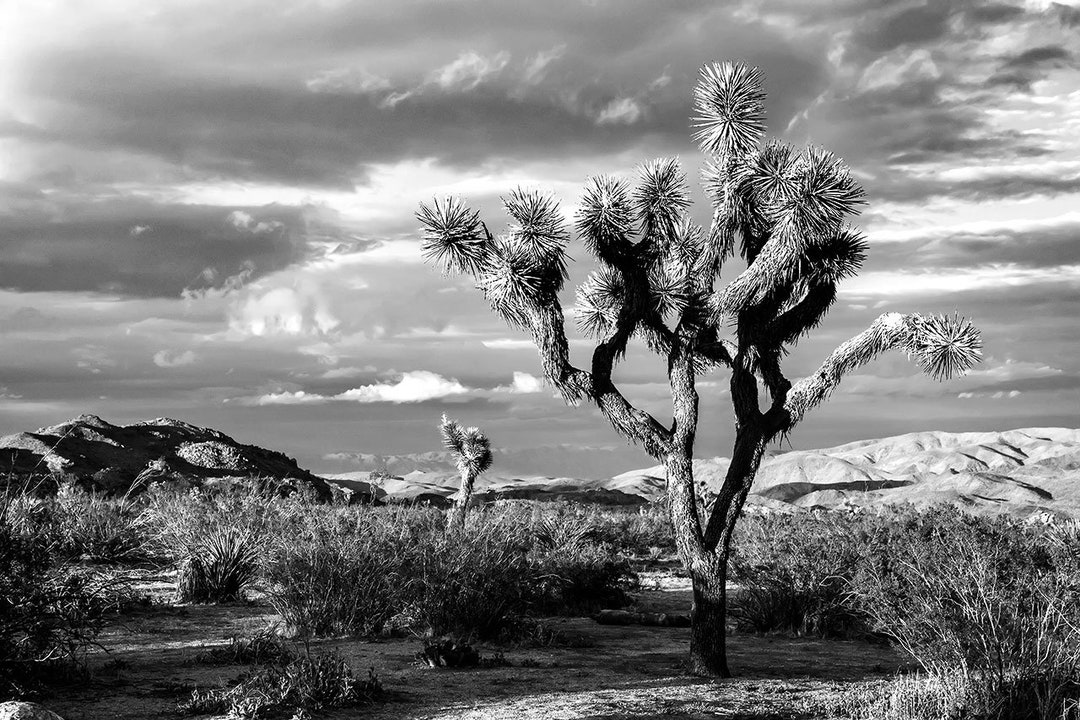 B&W Joshua Tree Print Black and White Mohave Desert View Joshua Tree