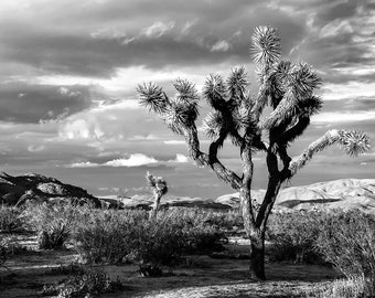B&W Joshua Tree Print | Black and White Mohave Desert View | Joshua Tree National Park Photo, Desert Photography, Joshua Tree Photography