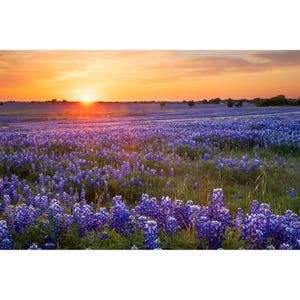 May include: A field of bluebonnet wildflowers in full bloom at sunset. The sun is setting behind the flowers, casting a warm glow over the scene.