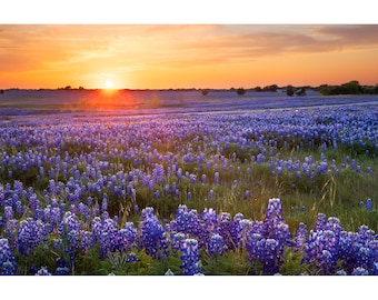May include: A field of bluebonnet wildflowers in full bloom at sunset. The sun is setting behind the flowers, casting a warm glow over the scene.