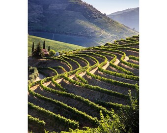 Portugal Photo Print, Douro Vineyard Rows, Wine Country Vineyard Photography, Portugal Wall Art, Douro River Vertical Picture