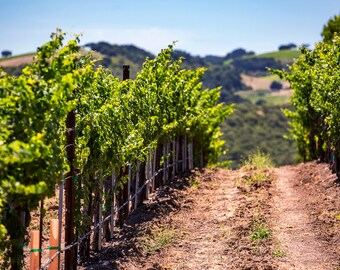 Vineyard Photography | Paso Robles Vine View | California Vineyard Photo Print, Winery Photography, Vineyard Wall Art Print, Wine Room Decor