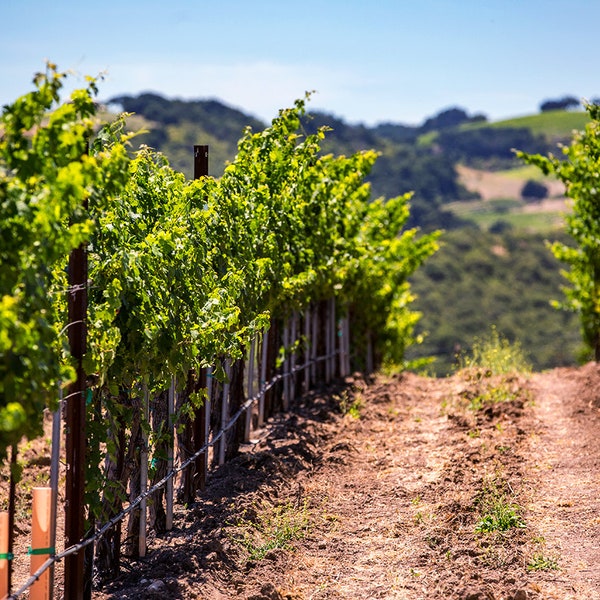 Vineyard Photography | Paso Robles Vine View | California Vineyard Photo Print, Winery Photography, Vineyard Wall Art Print, Wine Room Decor