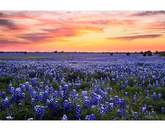 Bluebonnet Photography, Ennis Sunset Fields, Bluebonnet Print, Ennis Texas Bluebonnet Field, Farmhouse Home Decor Picture, Country Wall Art