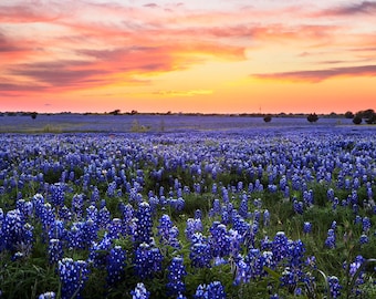 Bluebonnet Photography | Ennis Sunset Fields | Bluebonnet Wall Art, Ennis Texas Bluebonnet Field, Farmhouse Home Decor, Country Wall Art