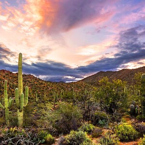 Saguaro Cactus Print | Saguaro Sunrise | Cactus Photo Print, Tucson Arizona Photo Print, Saguaro National Park Photo, Southwest Photography