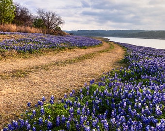 Texas Bluebonnet Photo | Along the Road at Muleshoe Bend | Spicewood Texas Bluebonnets Wall Art, Hill Country Photography, Austin Home Decor