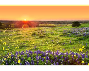 Texas Wildflower Print, Ennis Bluebonnet Sunset, Texas Landscape Wall Art, Bluebonnets Country Field Photography, Bluebonnets Photo