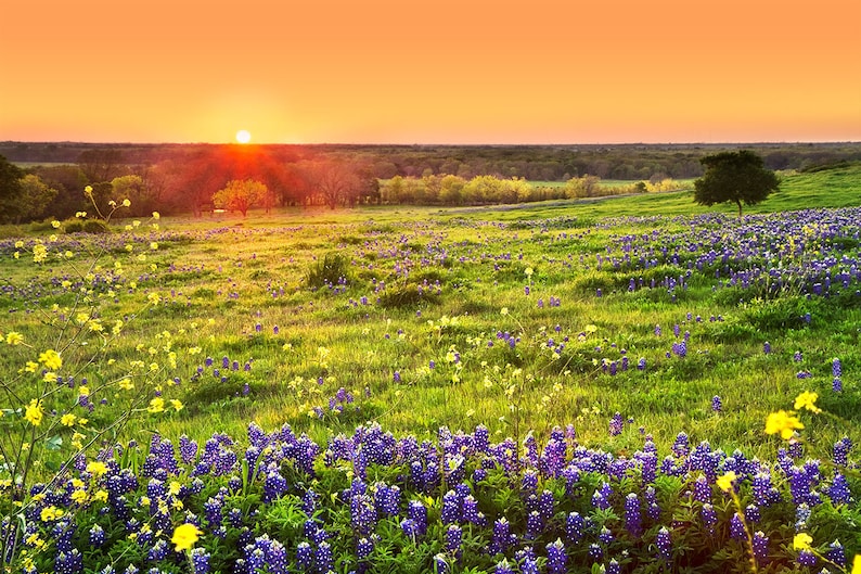 Texas Wildflower Print bluebonnet Sunset Texas - Etsy