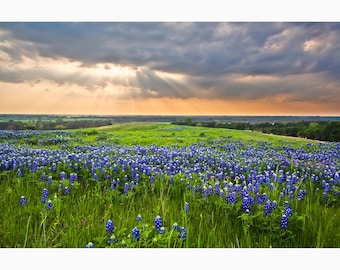 Texas Home Decor, Bluebonnet Sunbeams, Texas Wall Art, Texas Bluebonnets Photo, Bluebonnet Field Sunset Photography, Ennis Texas Print