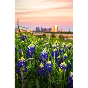 Dallas Bluebonnets Photo, Dallas Skyline With Texas Bluebonnets, Artsy Dallas Texas Photography, Texas Vertical Wall Art, Dallas Print Decor