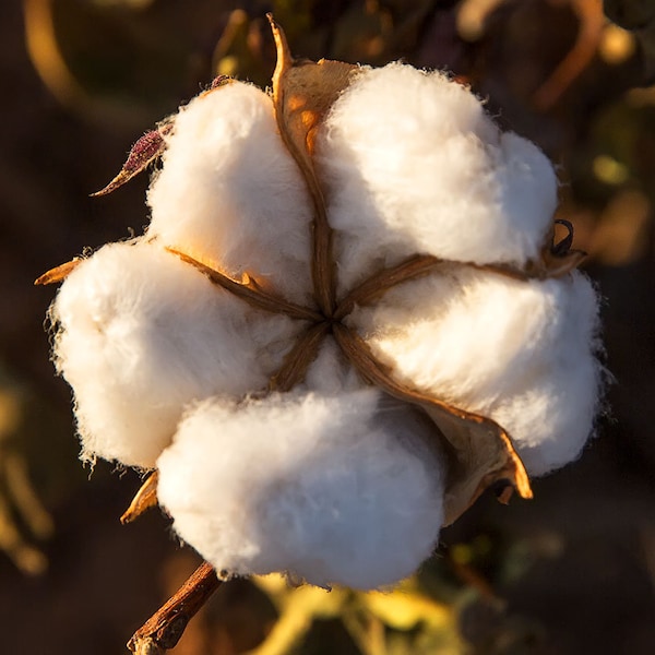 Cotton Boll Photo | "Cotton Boll Detail" | West Texas Photography | Cotton Field Print - Rustic Wall Art - Farmhouse Home Decor