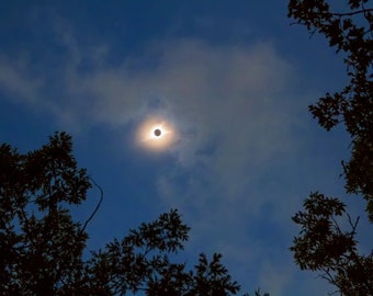 2017 Eclipse Photo | "Through the Trees" | Blue Sky Solar Eclipse Print - 2017 Solar Eclipse Photo - Solar Eclipse Wall Art - Total Eclipse