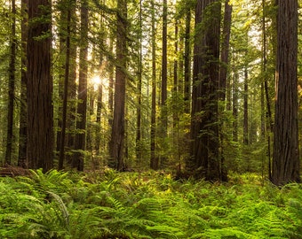 Redwood Tree Photo, Through the Trees, Avenue of the Giants Photography, California Redwoods Print, Forest Photography Wall Art