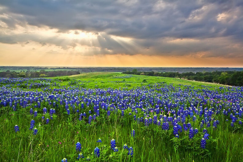 Texas Home Decor Bluebonnet Sunbeams Texas image 1