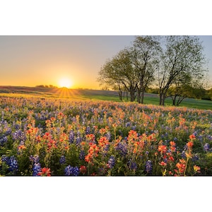 Texas Wildflower Photo, Ennis Wildflowers Sunrise, Texas Flowers Wall Art, Ennis Texas Landscape Wall Art, Bluebonnet Field Photography