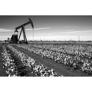 May include: Black and white photograph of a cotton field with rows of cotton plants in full bloom. An oil pump jack stands in the background, with other pump jacks visible in the distance under a cloudy sky.