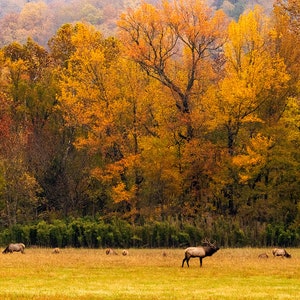 Ponca Arkansas Elk Photo, Boxley Valley Elk in Autumn Print, Arkansas Ozarks Photography, Buffalo National River Ozark Wall Art