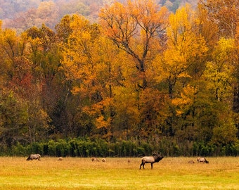 Ponca Arkansas Elk Photo, Boxley Valley Elk in Autumn Print, Arkansas Ozarks Photography, Buffalo National River Ozark Wall Art