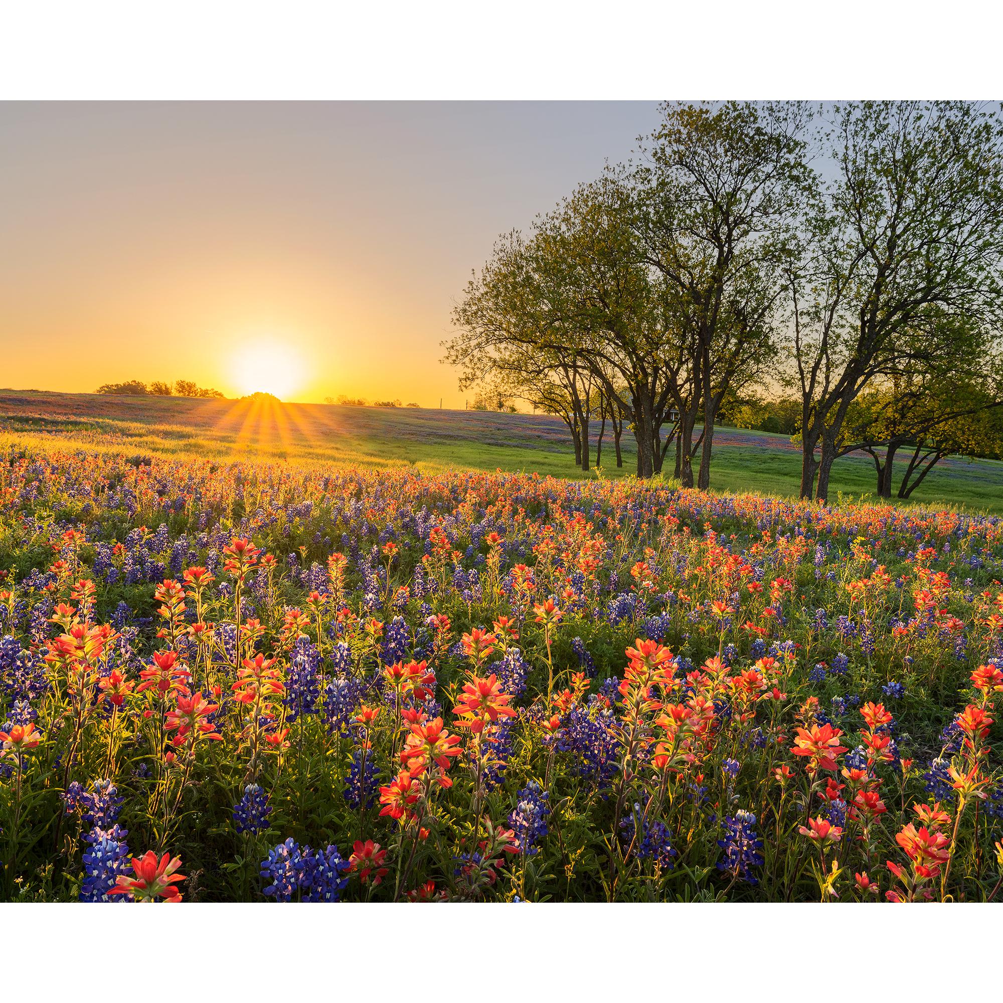 Texas Wildflower Photo, Ennis Wildflowers Sunrise, Texas Flowers
