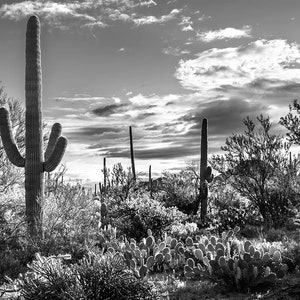 B&W Saguaro Photo | Black and White Saguaro Cactus Morning View | Cactus Wall Art, Tucson Photography, Saguaro National Park Print