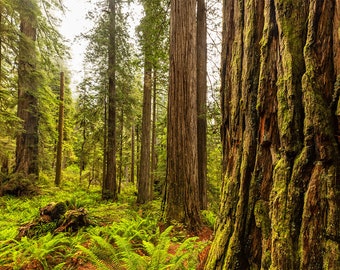 California Redwoods Photography, Redwood Tree View, Forest Photography, Jedediah Smith Redwoods Wall Art, Crescent City Print