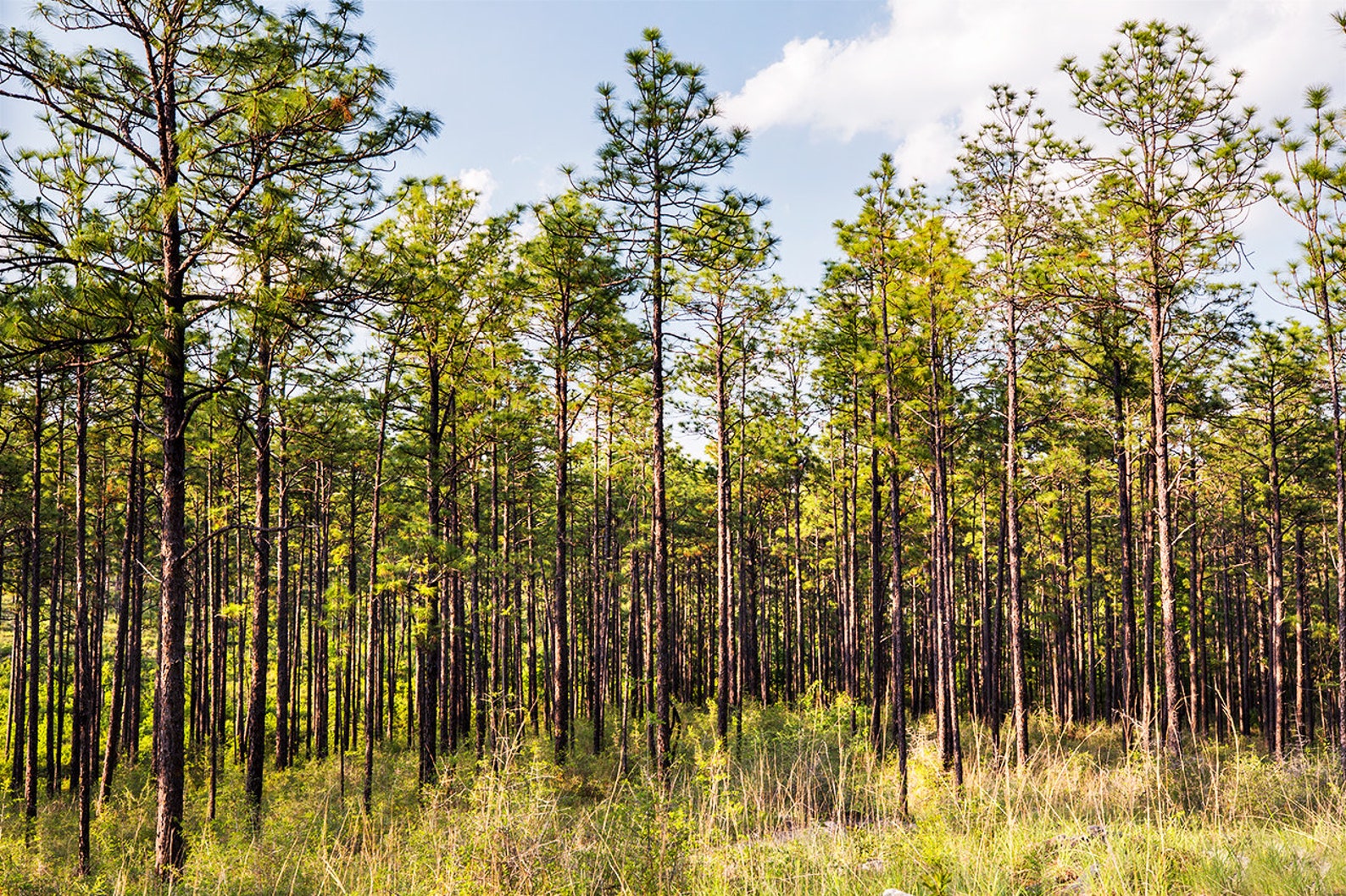 Kisatchie National Forest Photo Kisatchie Trees Print Etsy