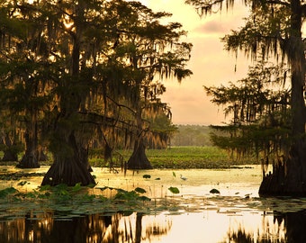 Bayou Photo Print | "Caddo Lake Morning" | Caddo Lake Photo - Louisiana Swamp Print - Egret Swamp Wall Art - Texas Cypress Bayou Print