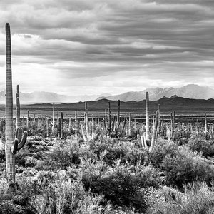 B&W Saguaro Photography | Black and White Saguaro Mountain View | Southwest Wall Art, Tucson Photography, Saguaro National Park Photo Print