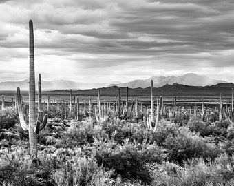 B&W Saguaro Photography | Black and White Saguaro Mountain View | Southwest Wall Art, Tucson Photography, Saguaro National Park Photo Print