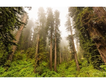 Fotografía de un bosque melancólico, impresión de una mañana brumosa entre las secuoyas, fotografía de secuoyas de Crescent City, California, arte mural de secuoyas de Jedediah Smith