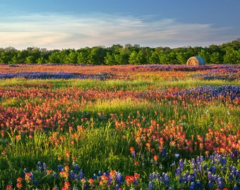 Wildflower Field Photo | "Texas Wildflower Field" | Texas Wall Art | Texas Landscape - TX Bluebonnets and Indian Paintbrushes Home Decor Art