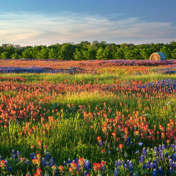 Wildflower Field Photo | "Texas Wildflower Field" | Texas Wall Art | Texas Landscape - TX Bluebonnets and Indian Paintbrushes Home Decor Art
