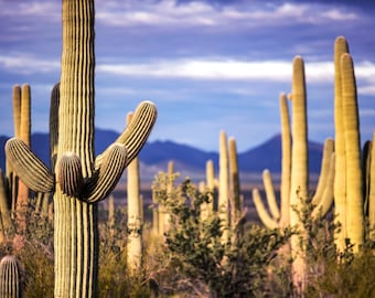 Saguaro Photography | Through the Saguaros | Cactus Photography, Tucson Arizona Photo Print, Saguaro National Park, Southwest Wall Art