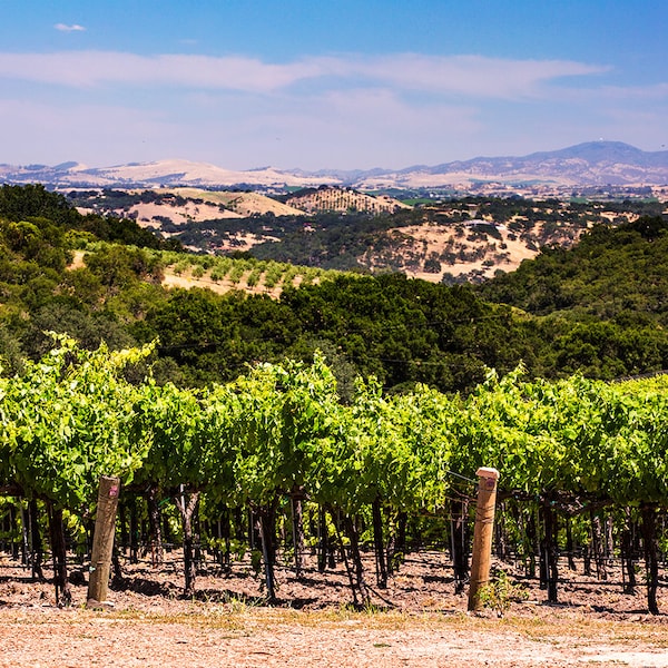 Vineyard Photo | Paso Robles Vineyard Lookout | Central Coast California Vineyard Photography, Wine Room Decor, Vineyard Wall Art Print